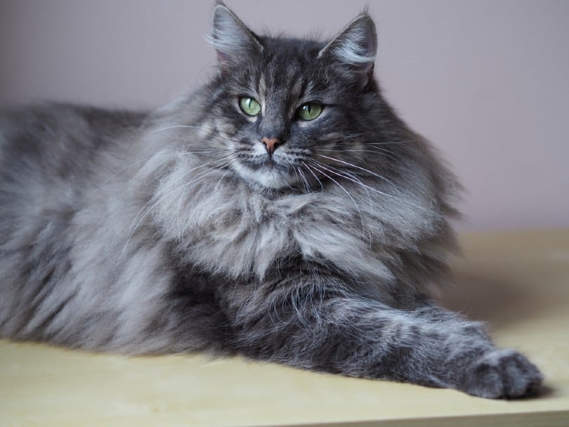 blue tabby Norwegian Forest