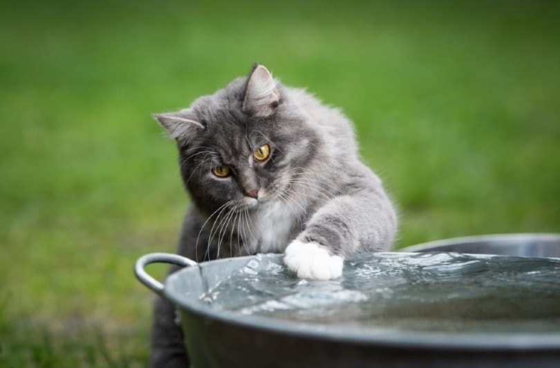 blue tabby maine coon cat playing with water
