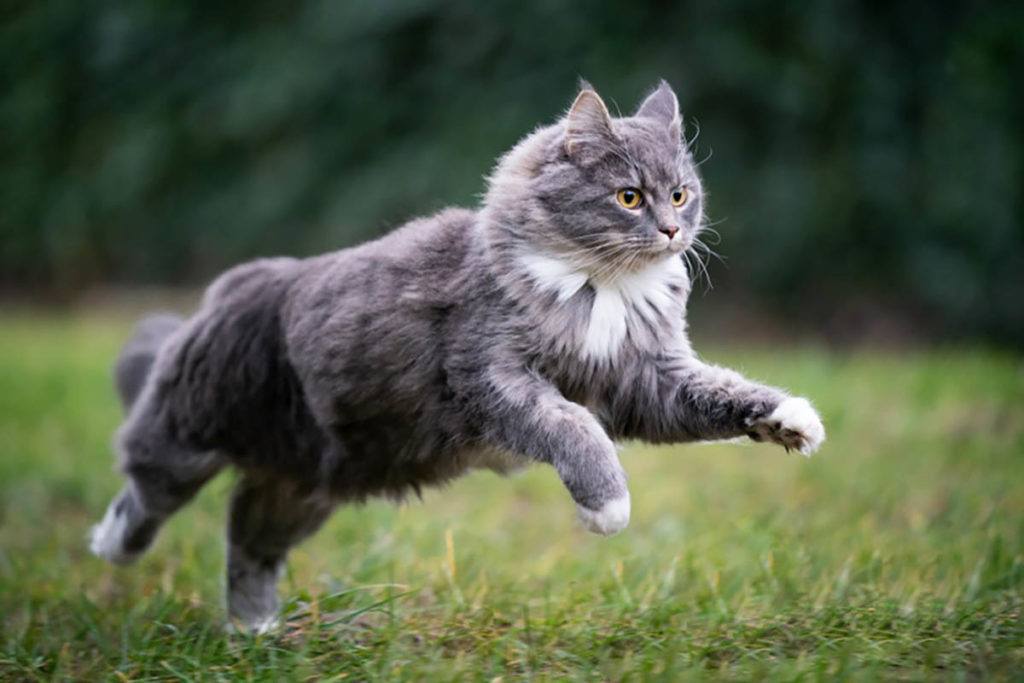 blue tabby maine coon cat running outdoors