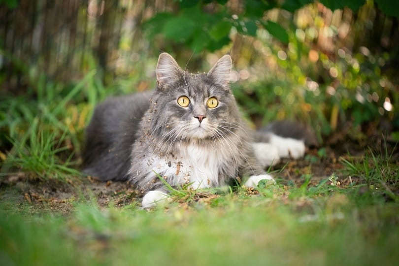 blue-tabby-maine-coon-cat-with-dirty-fur
