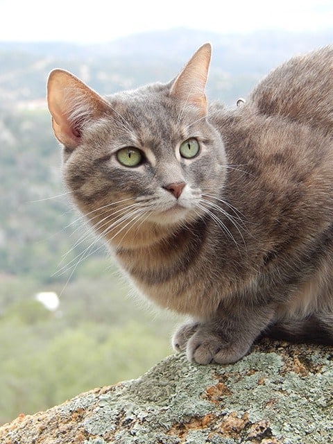 blue torbie