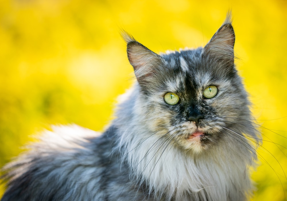 blue toroise shell maine coon