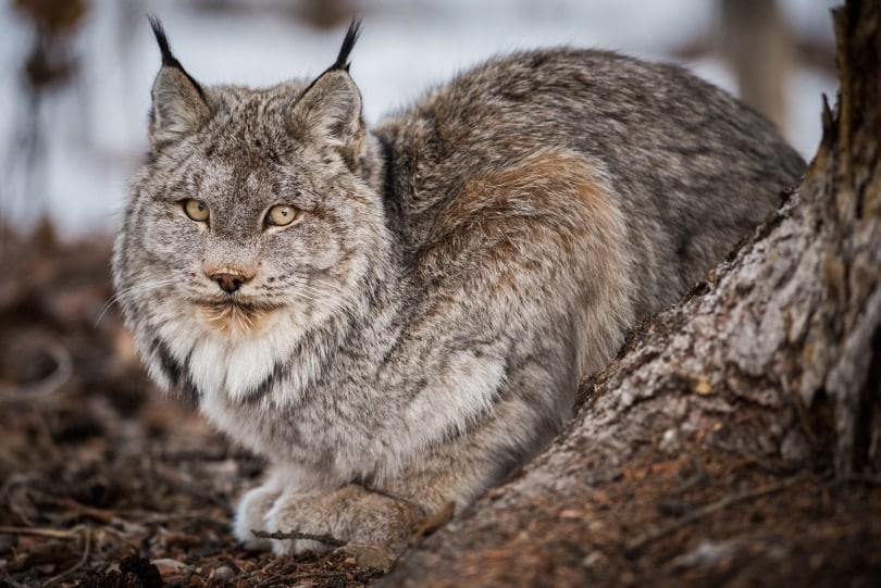 bobcat close up