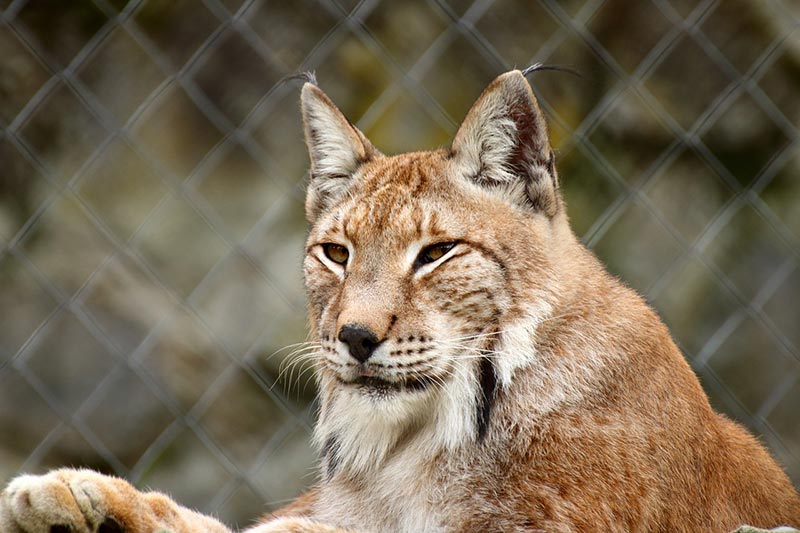 3 Types of Wild Cats in Connecticut (With Pictures) Catster