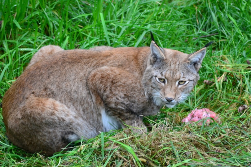 bobcat sitting in grass