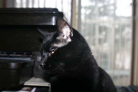 bombay cat