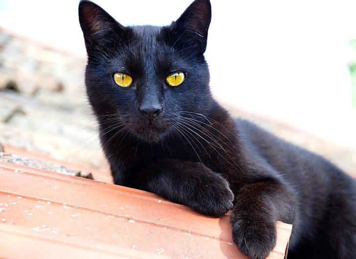 bombay cat