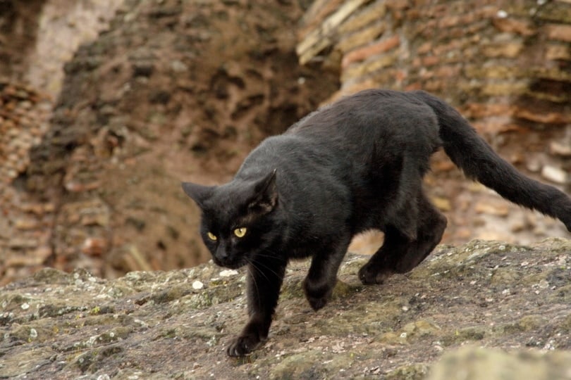 bombay cat