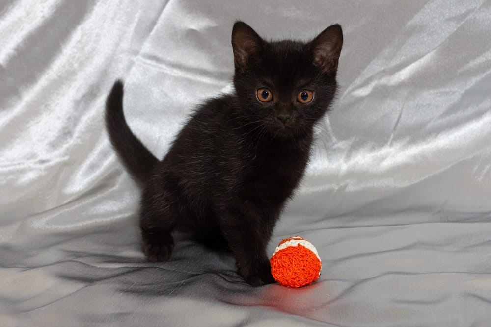 bombay kitten playing