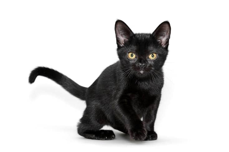 bombay kitten