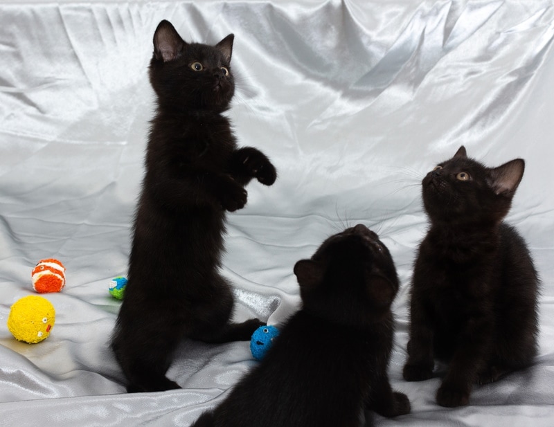 bombay kittens playing toys