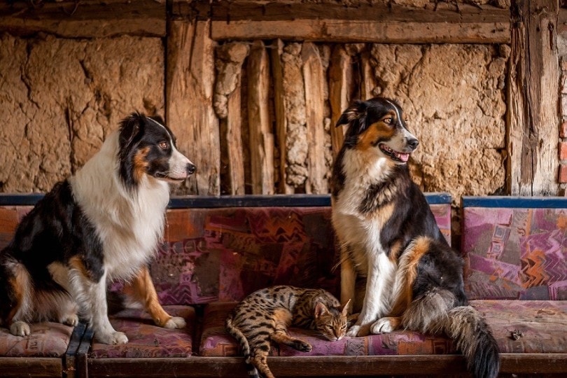 border collies with bengal cat