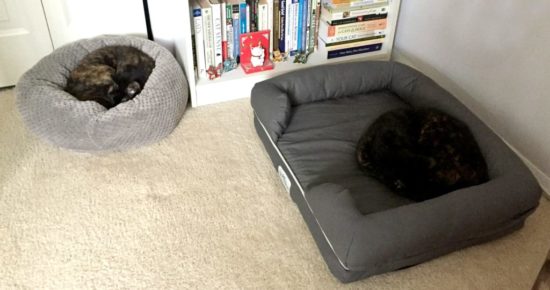 cats-in-beds