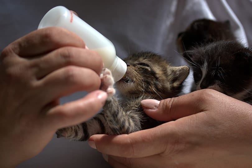 bottle feeding a tabby kitten