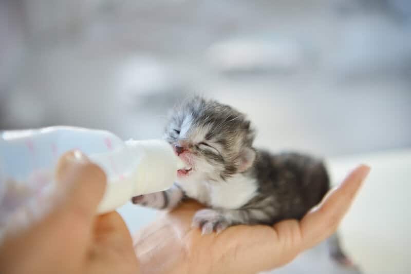 bottle-feeding newborn kitten
