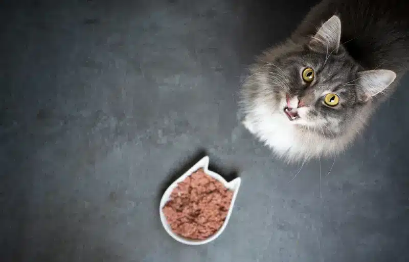 bowl of wet food on the floor near cat looking up