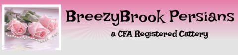 breezybrook persians logo