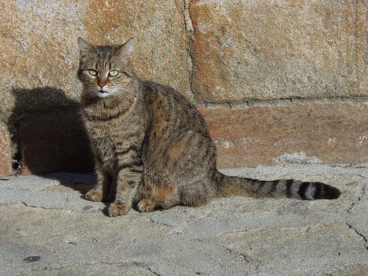 brindle cat