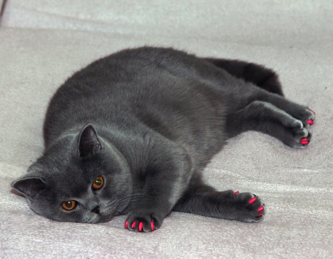 british cat with fake nails