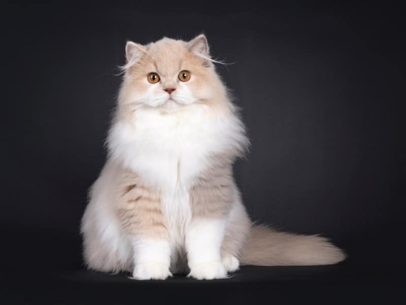 british longhair cat sitting on black background