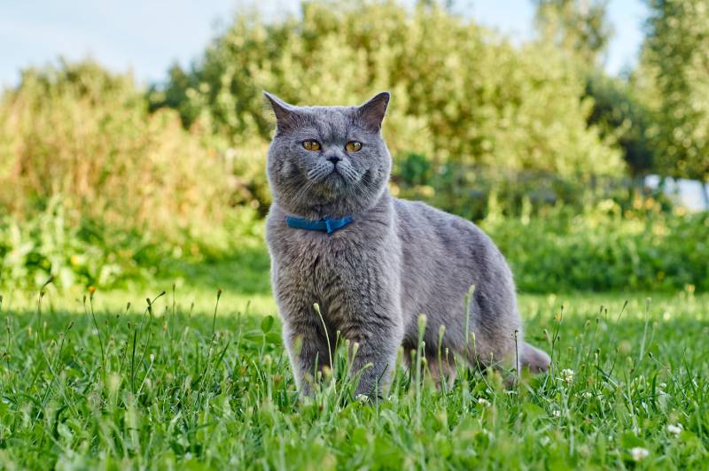 british short hair cat wearing flea collar