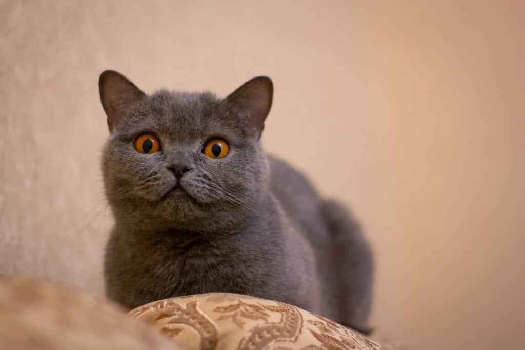 british shorthair