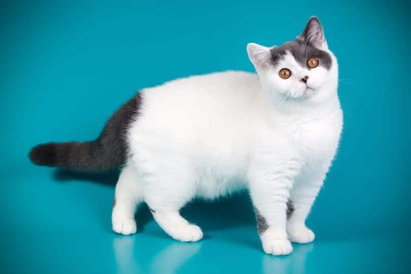 british shorthair bi-color