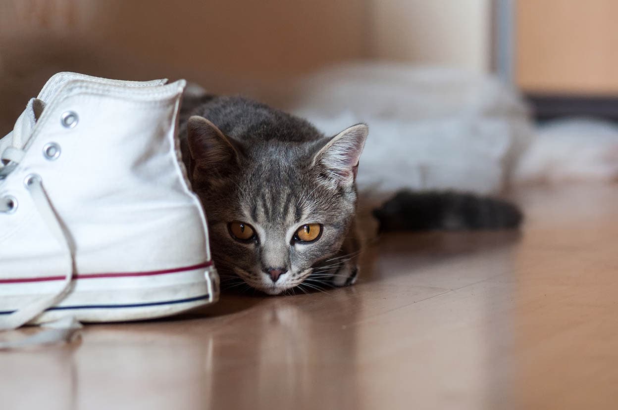 British Short-hair Cat beside shoes