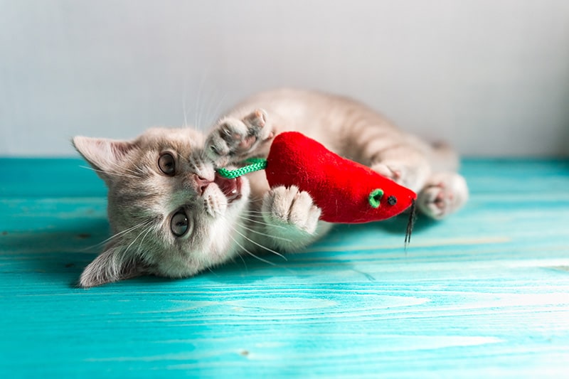 british shorthair cat playing with mouse toy
