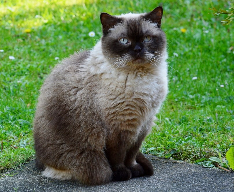 british shorthair cat sitting outdoor