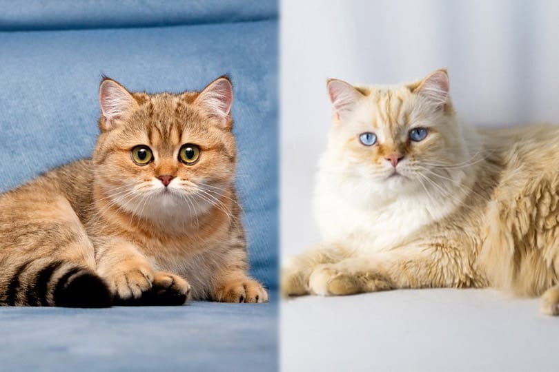 british shorthair cat vs ragdoll cat
