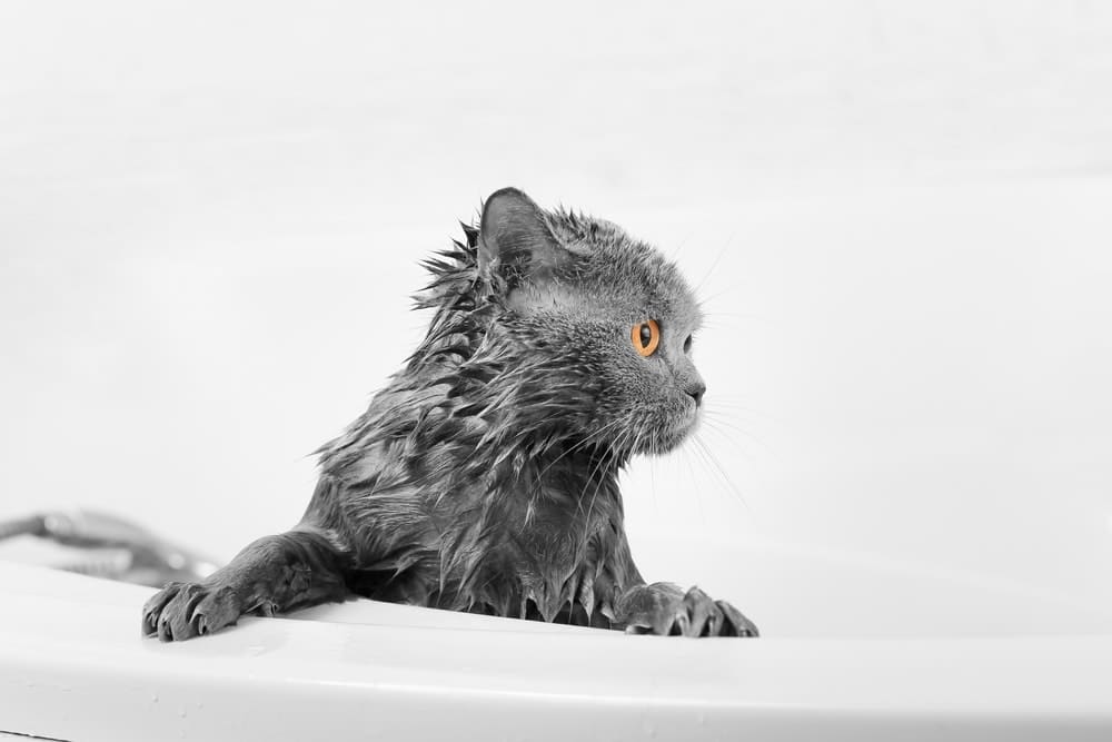 Gray,Cat,In,A,White,Bathroom.,Bathing,Process,,Pouring,Water,