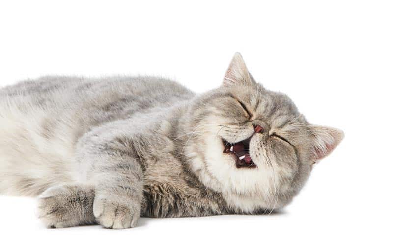 british shorthair cat yawning and purring