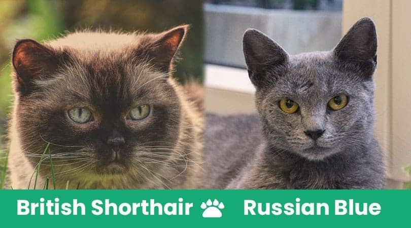 british shorthair vs russian blue visual