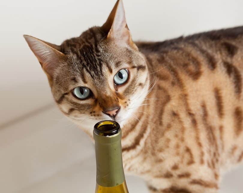 brown-bengal-cat-sniffing-at-an-open-wine-bottle