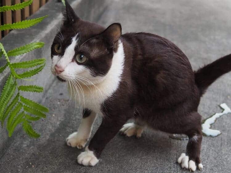 brown cat peeing