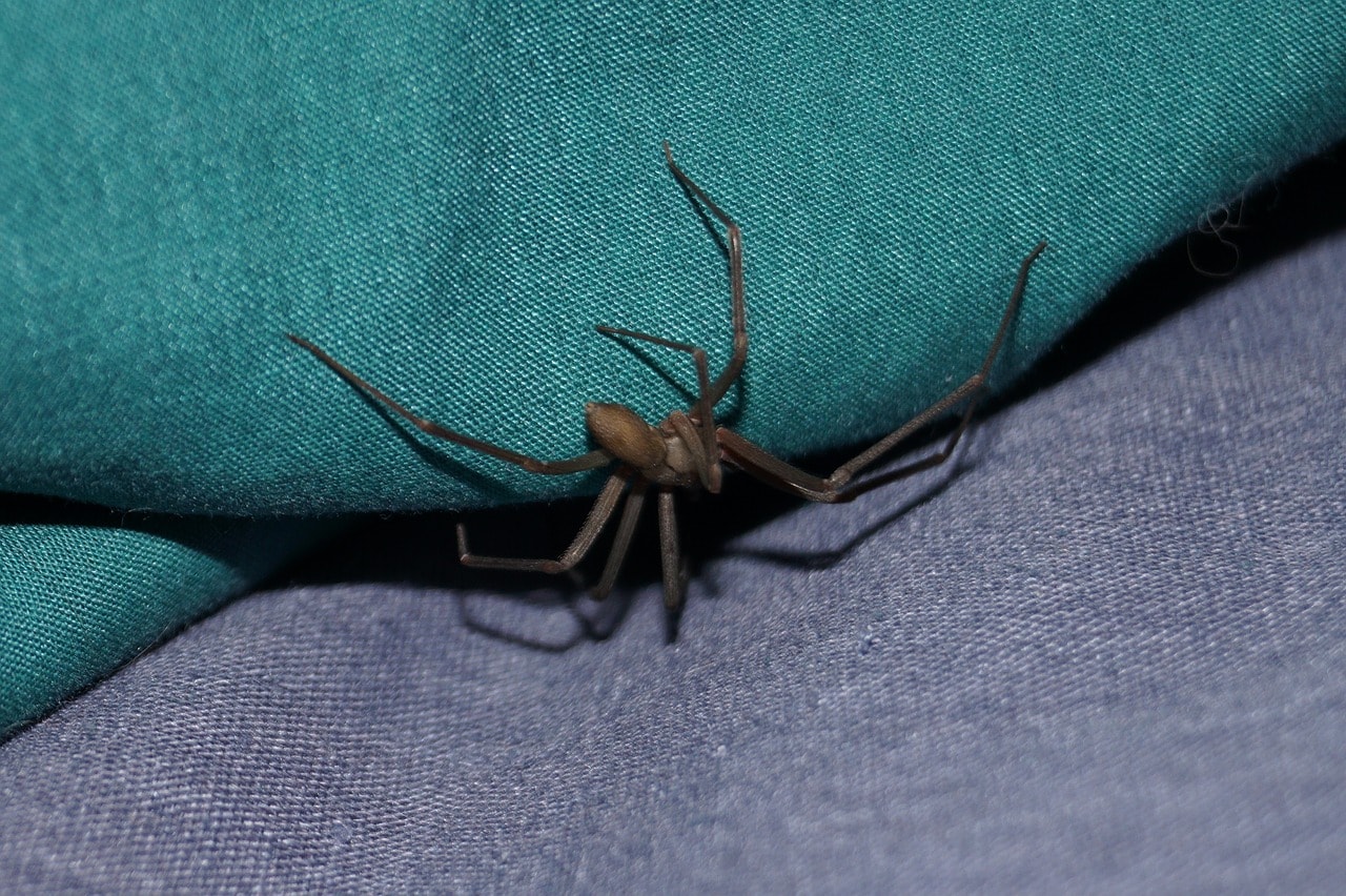 brown recluse spider