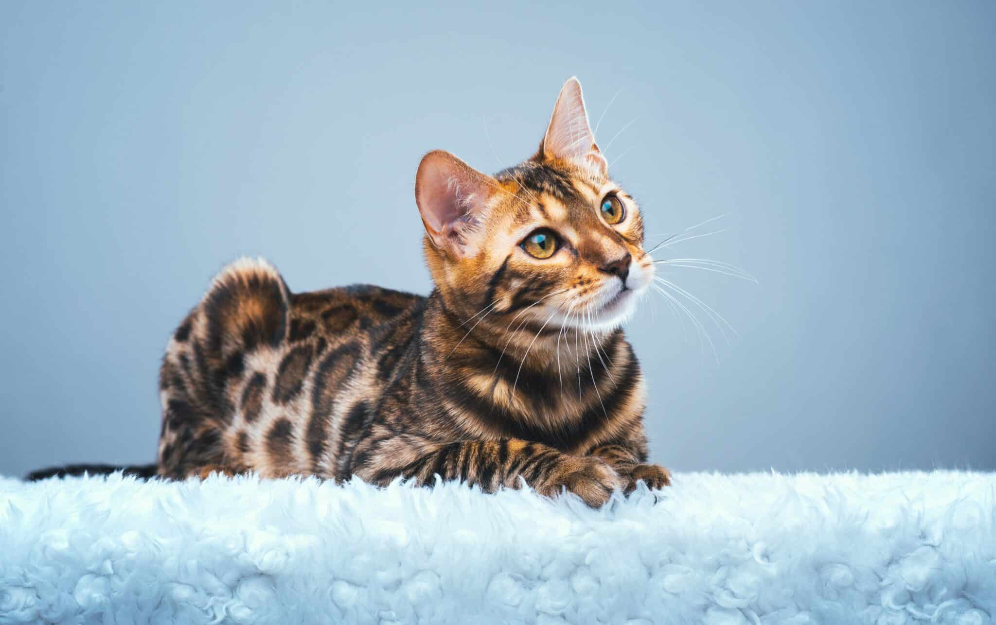 brown spotted bengal cat