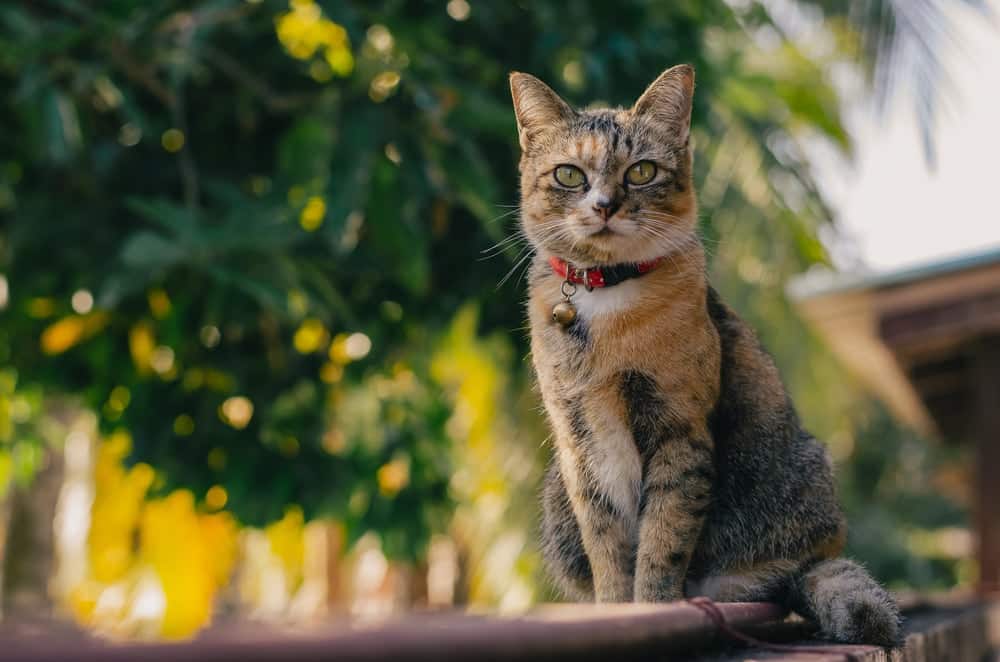 brown tabby domestic shorthair cat with breakaway cat collar outside