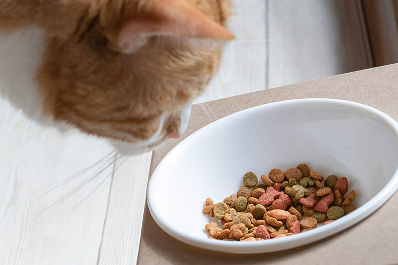 brown white cat eating from feeding table