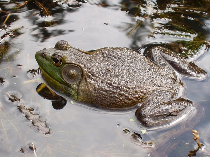 bullfrog