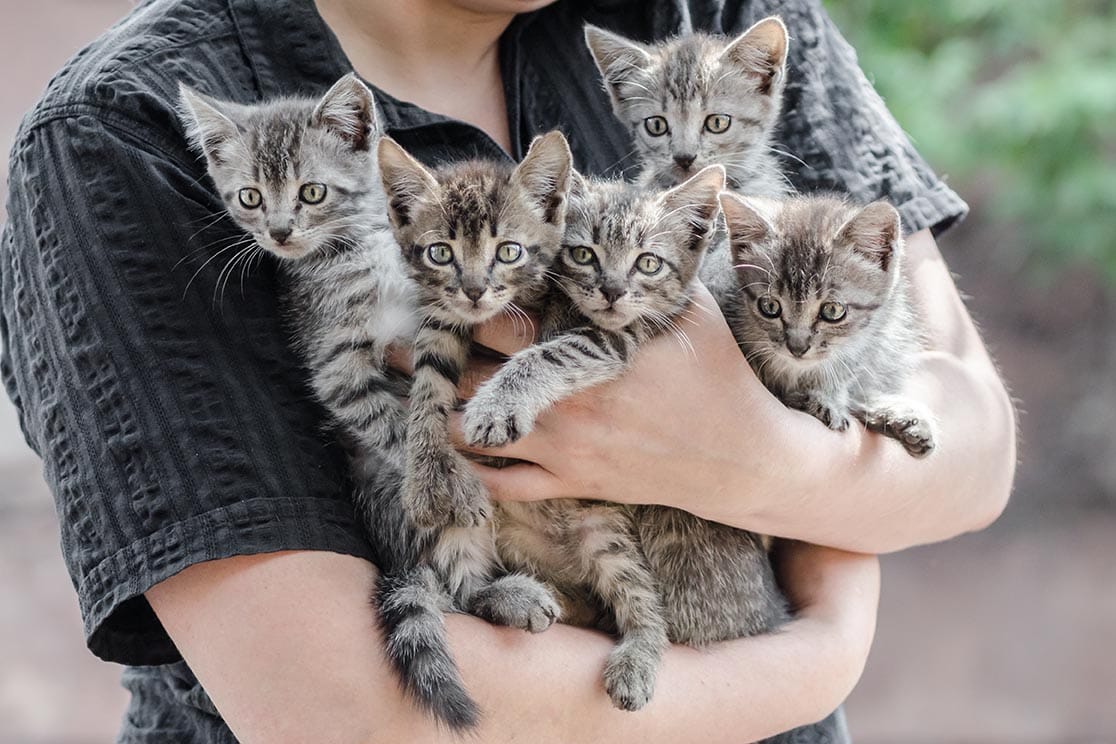 bunch of tabby kittens