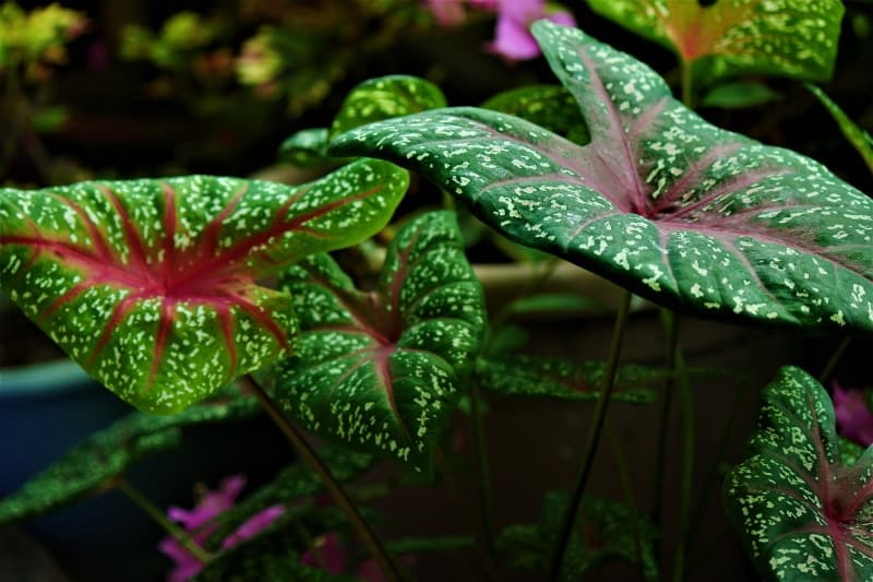 caladium plant