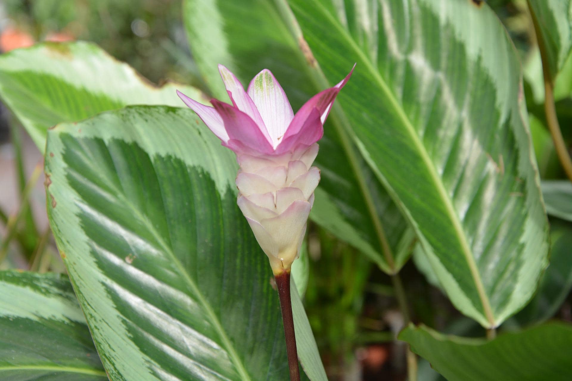 is calathea toxic to cats