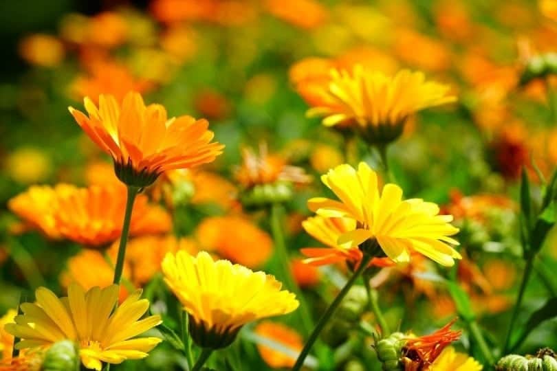 calendula plant