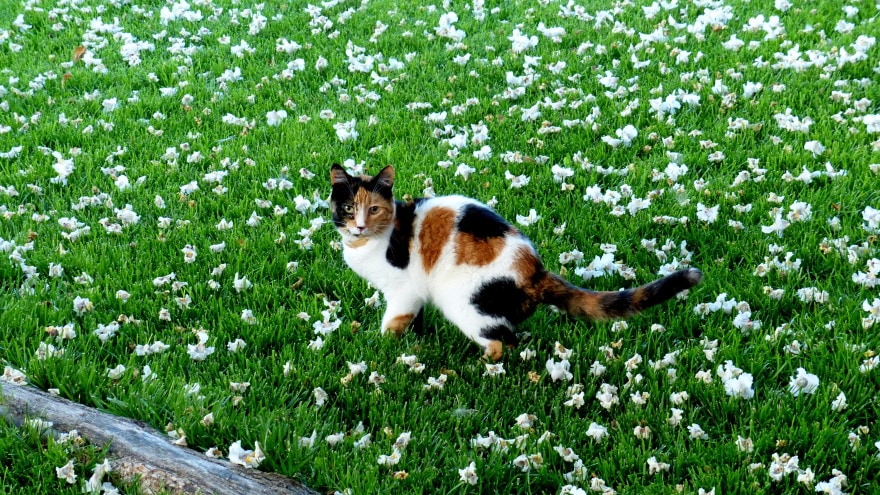 calico cat in the garden