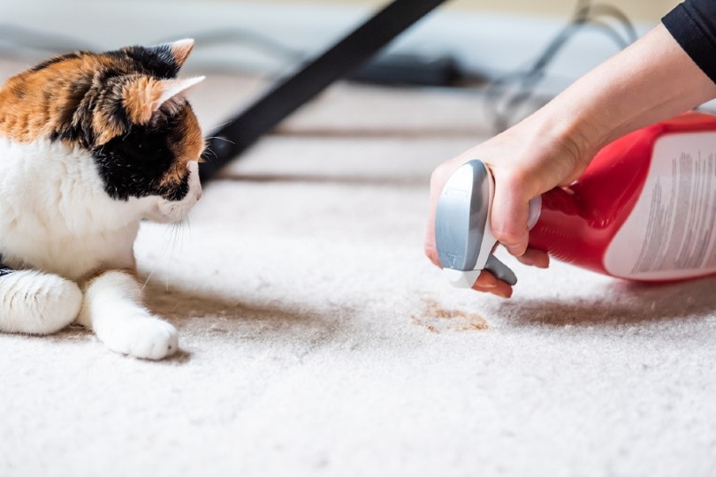 calico cat looking at mess on carpet