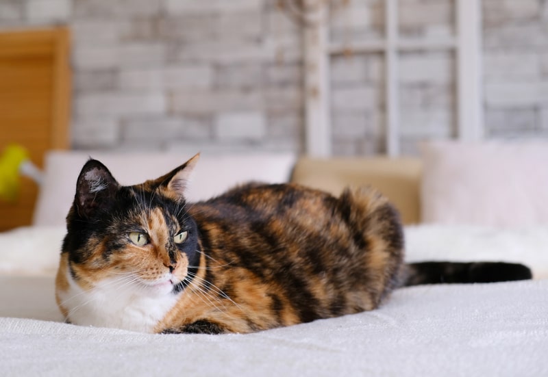 calico cat lying on bed