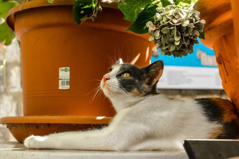 calico cat lying outdoor