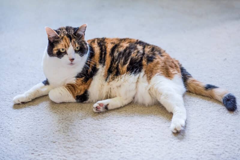 calico cat resting in carpet